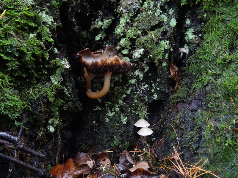 giovani e vecchi.....da determinare